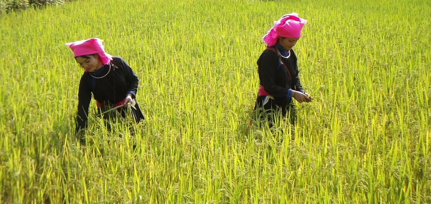 Lên Bắc Hà thưởng thức xôi ngũ sắc