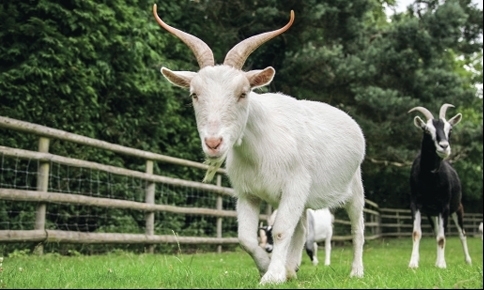 Tử vi hôm nay thứ 4 ngày 11/1/2024: Tuổi Mùi lứa đôi mâu thuẫn