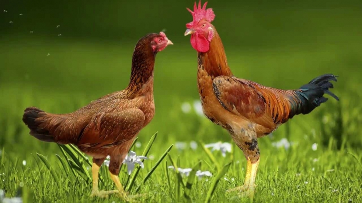 Tử vi hôm nay thứ 7 ngày 13/1/2024: Tuổi Dậu lộc tài tươi sáng