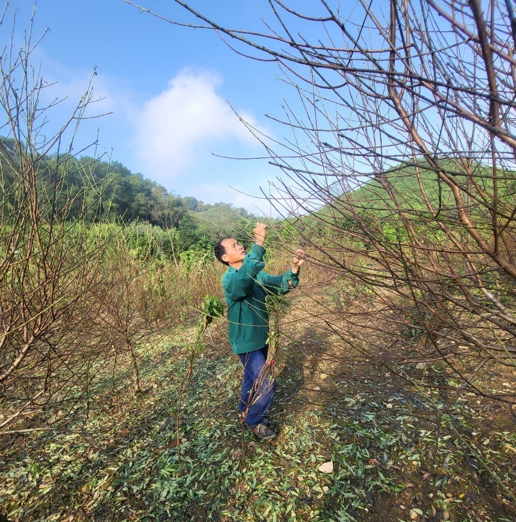 Tất bật chăm sóc vườn đào phai để phục vụ Tết Nguyên đán 2024