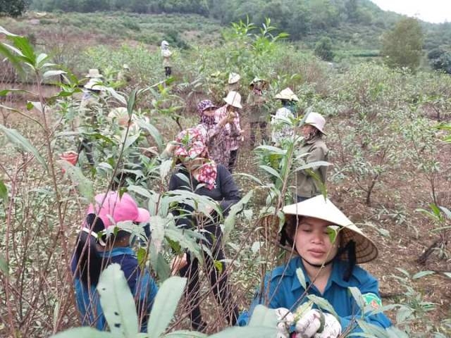 Tất bật chăm sóc vườn đào phai để phục vụ Tết Nguyên đán 2024