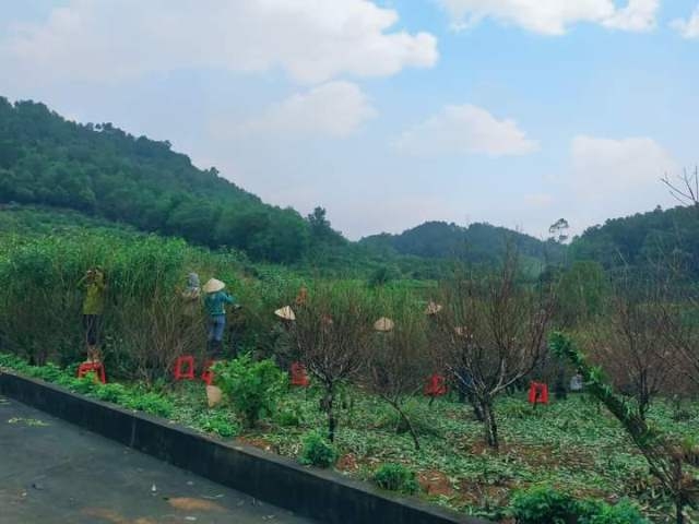 Tất bật chăm sóc vườn đào phai để phục vụ Tết Nguyên đán 2024