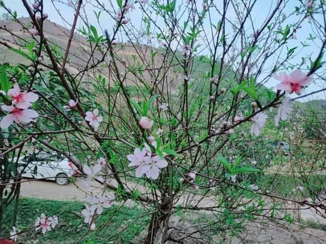 Tất bật chăm sóc vườn đào phai để phục vụ Tết Nguyên đán 2024