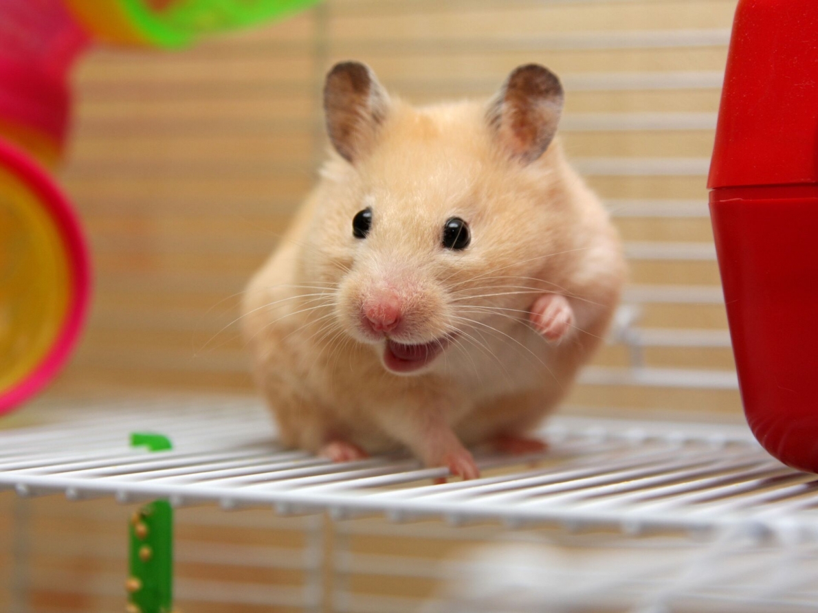 Tử vi 12 con giáp ngày 18/1/2024: Tuổi Tý tình yêu thăng trầm