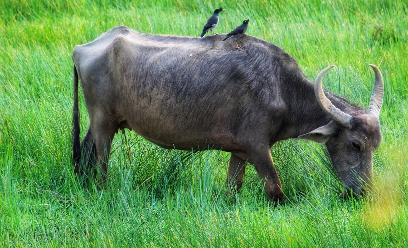Tử vi 12 con giáp ngày 19/1/2024: Tuổi Sửu tài lộc lên xuống thất thường