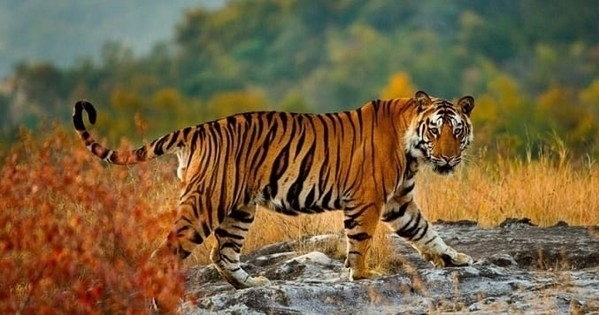 Tử vi 12 con giáp ngày 20/1/2024: Tuổi Dần công việc ảm đạm