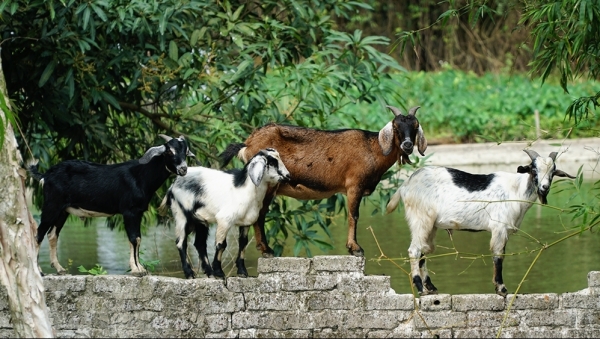 Tử vi hôm nay, tử vi 12 con giáp ngày 27/1/2024: Tuổi Mùi lứa đôi tình cảm mặn nồng