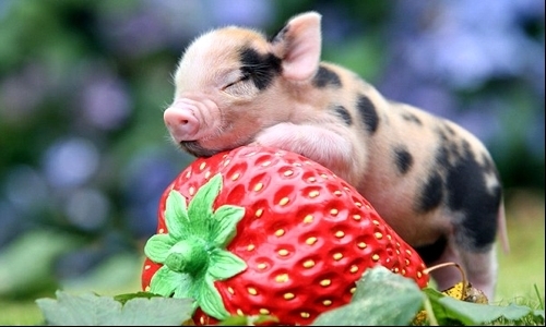 Tử vi hôm nay 12 con giáp ngày 2/2/2024: Tuổi Hợi độc thân vận đào hoa trợ mệnh