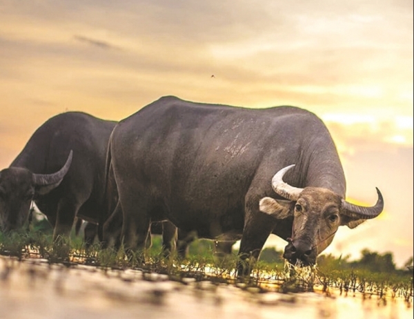 Tử vi hôm nay 12 con giáp ngày 6/2/2024: Tuổi Sửu gia đình hoà thuận