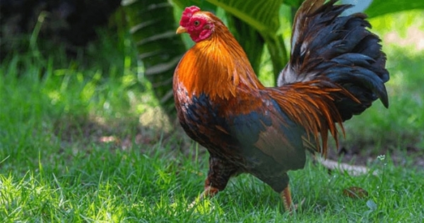 Tử vi 12 con giáp ngày 25/2/2024: Tuổi Dậu tài lộc tăng tiến