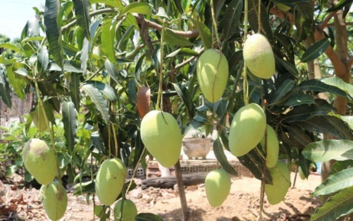 Chủ tịch Hội NCT khởi nghiệp thành công ở tuổi xế chiều