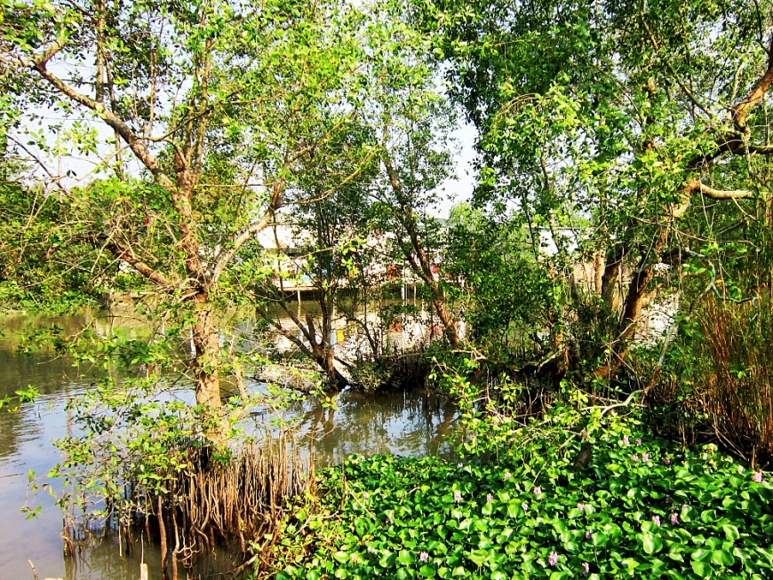 Cây bần của nội