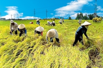 Đẩy mạnh cho vay thu mua, kinh doanh lúa, gạo khu vực đồng bằng sông Cửu Long