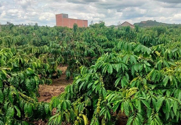 “Lão nông” góp sức xây dựng quê hương giàu mạnh