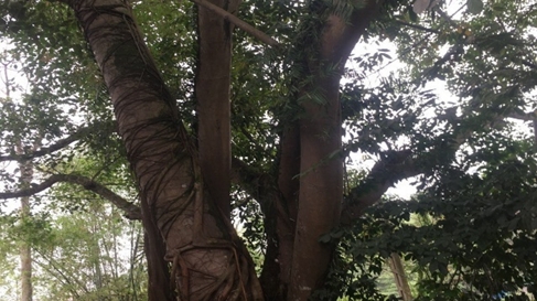 Những kỉ niệm đẹp về ông nội