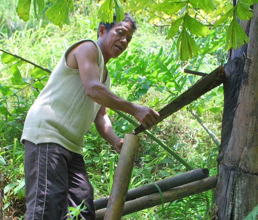 Rượu trời và bánh bao từ cây Tr’đin trên dãy Trường Sơn
