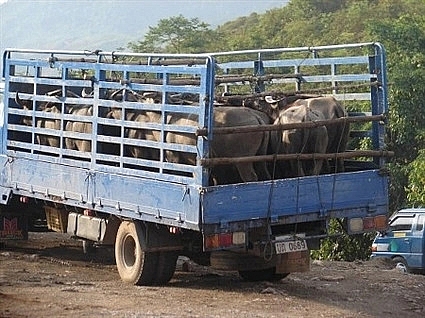 Những chiếc xe biển số Lào đang vận chuyển trâu đến biên giới để vào Việt Nam.