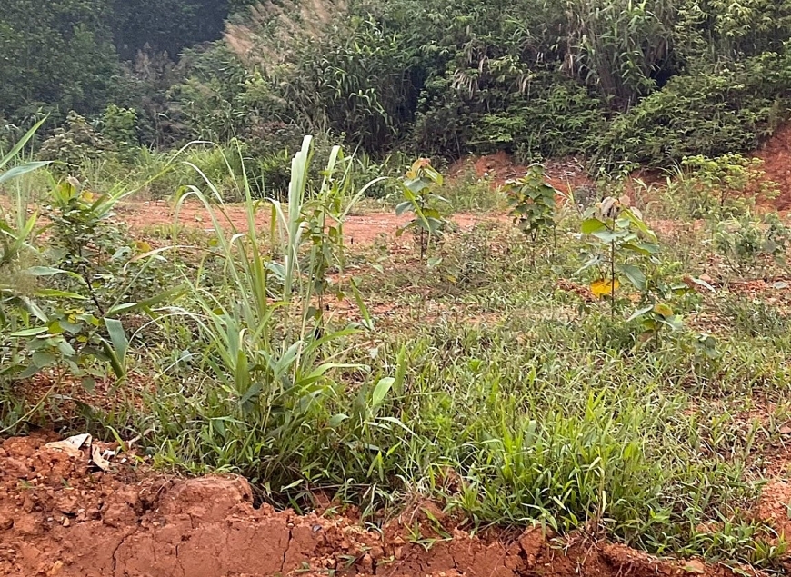 Khu đồi 10ha đất công, không biết hiện tại xã bán hay cho thuê?