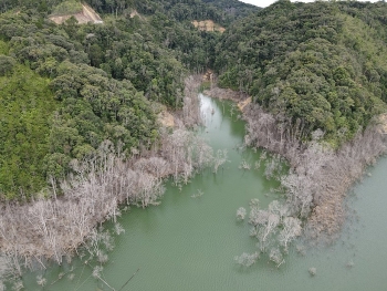 Kon Tum: Đề nghị xử lý 15 cán bộ vụ hơn 25 ha rừng bị chết vì thuỷ điện tích nước