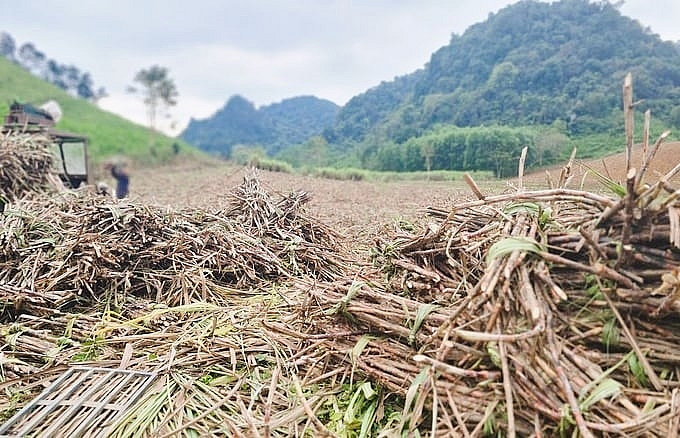 Mô hình hợp tác trồng mía giữa nông dân thung Mánh với NASU đang mang lại hiệu quả kinh tế cao gấp 2 - 3 lần so với các cây trồng khác tại địa phương