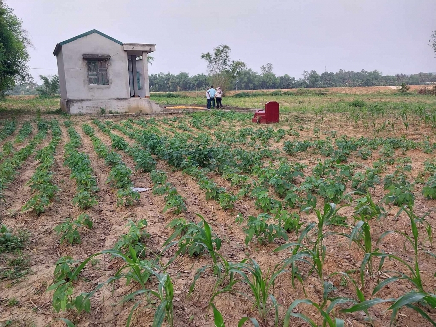 Khu đất ở cồn Mã Ngu, hiện gia đình đang sử dụng trồng keo tai tượng, nhưng quy hoạch làm công viên cây xanh, nên không có căn cứ công nhận đất ở
