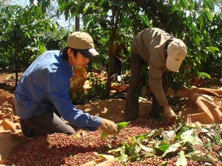 Xây dựng TP Buôn Ma Thuột trở thành đô thị trung tâm vùng Tây Nguyên