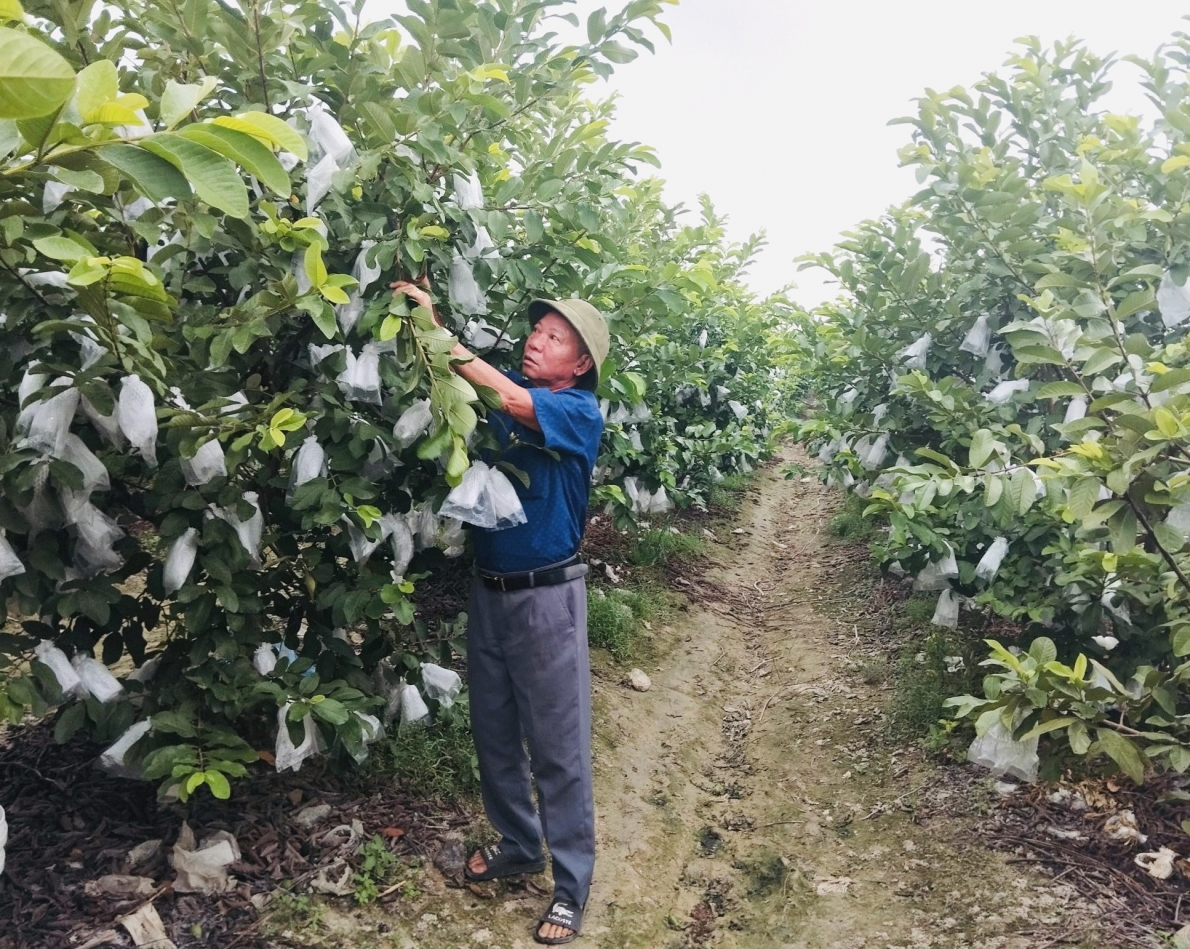 Mô hình làm kinh tế giỏi của NCT huyện Mê Linh, TP Hà Nội