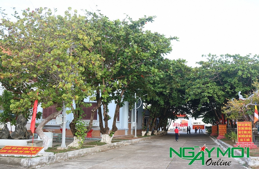 Đường vào đảo thị trấn Trường Sa rợp bóng cây