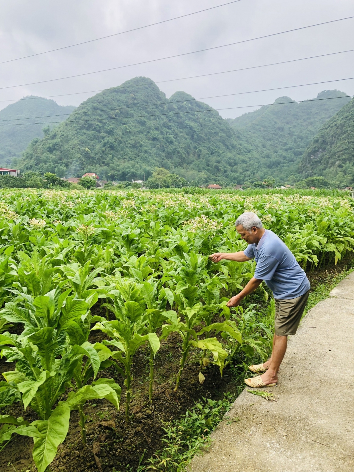 Ông Dương Hữu Tới chăm sóc đồng ruộng