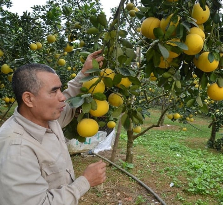 Nhiều người cao tuổi 