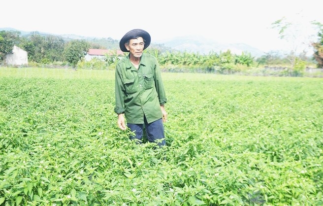 Mô hình NCT làm kinh tế giỏi từ trống ớt xuất khấu của huyện Ia Grai, tỉnh Gia Lai