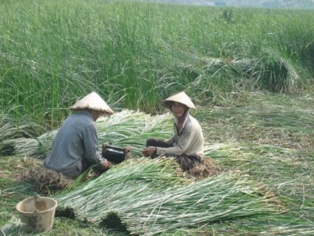 Xây dựng nông thôn mới là để nâng cao chất lượng cuộc sống ở Tế Nông