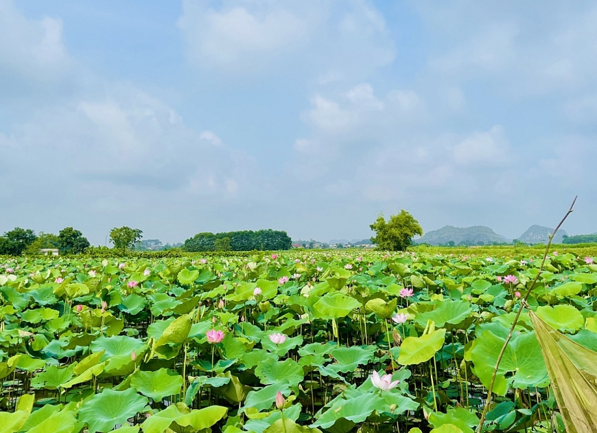 Mùa sen nở rộ bên tòa thành đá hơn 600 năm tuổi