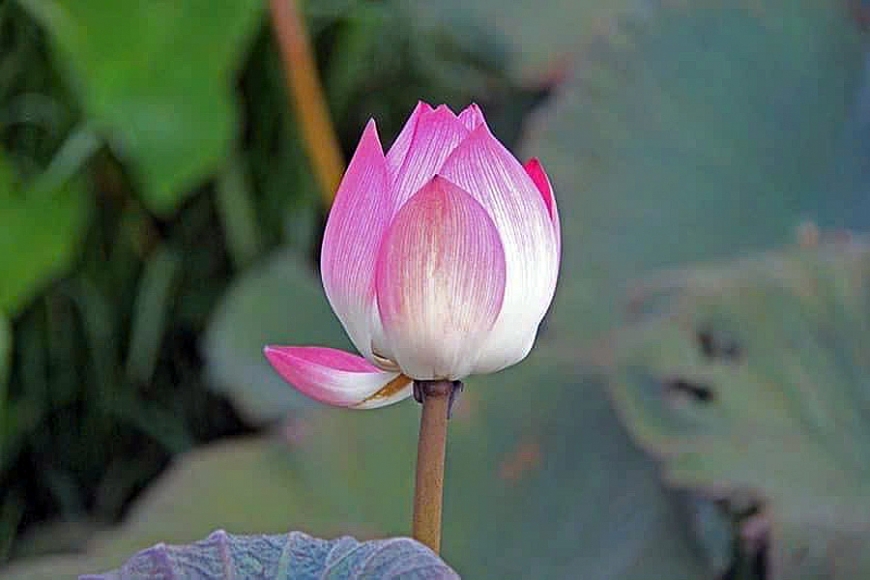 Mùa sen nở rộ bên tòa thành đá hơn 600 năm tuổi