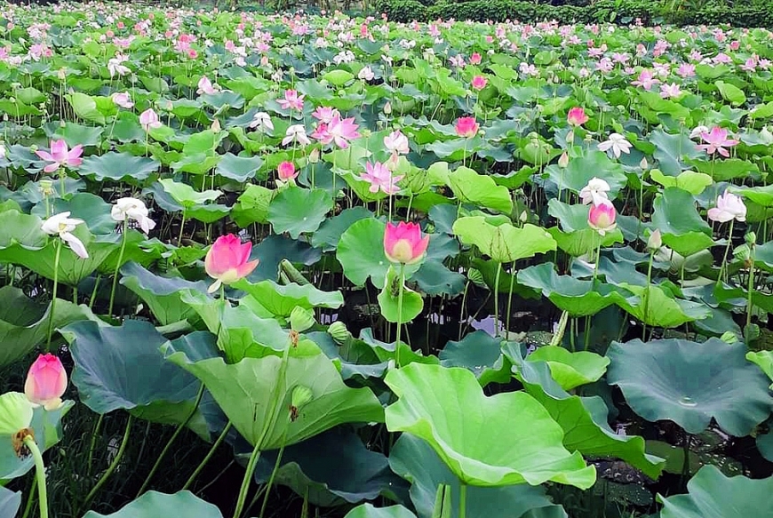 Mùa sen nở rộ bên tòa thành đá hơn 600 năm tuổi