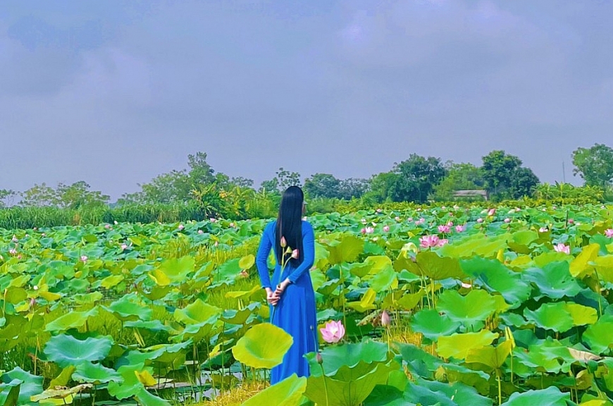 Mùa sen nở rộ bên tòa thành đá hơn 600 năm tuổi