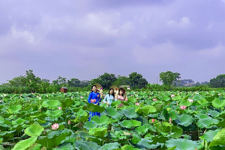 Mùa sen nở rộ bên tòa thành đá hơn 600 năm tuổi