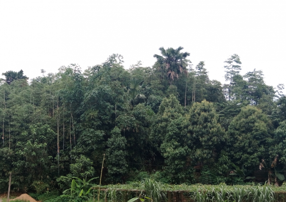 Bí thư Chi bộ cao tuổi “nặng” việc làng