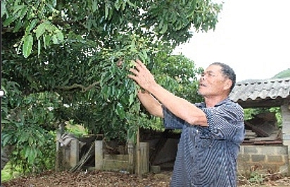 Ông Mao Văn Hạnh chăm sóc vườn vải của gia đình.