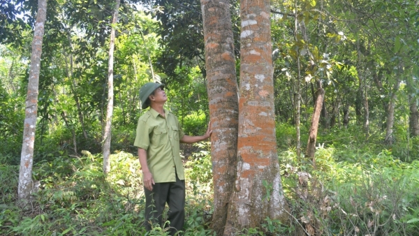 Người cao tuổi Tiên Yên tích cực tham gia bảo vệ rừng