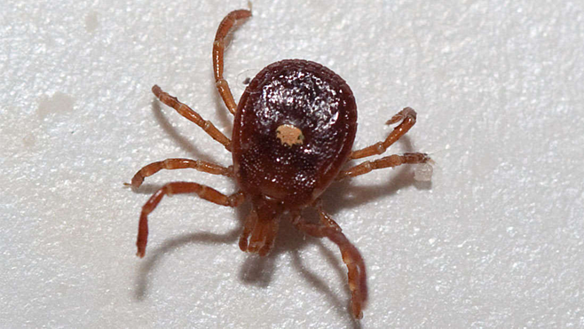 Mùa Hè cảnh giác với côn trùng gây bệnh nguy hiểm