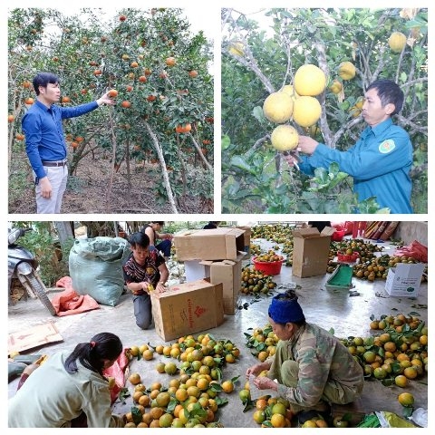 Nhiều cách làm trong phát triển cây trồng hàng hoá ở Thanh Chương