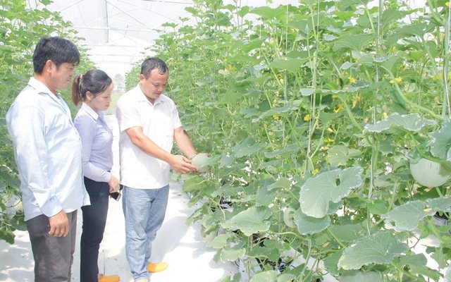 Nhiều cách làm trong phát triển cây trồng hàng hoá ở Thanh Chương