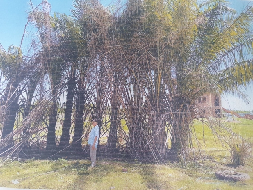 Cột điện - tài sản của ông Phi bà Tuyền đã bị bỏ sót không kê biên