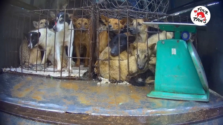 “Đường đến lò mổ” - Tình trạng buôn bán thịt chó và mèo ở Việt Nam