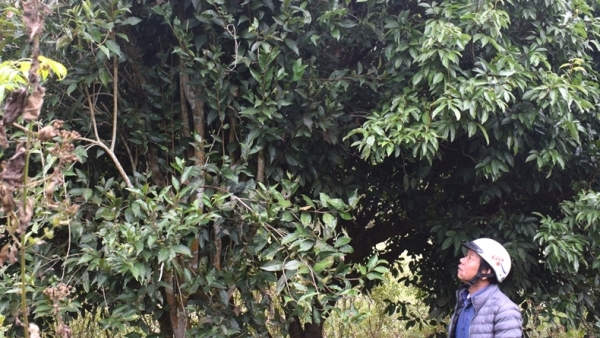 Người cao tuổi góp phần đưa chè Vân trở lại