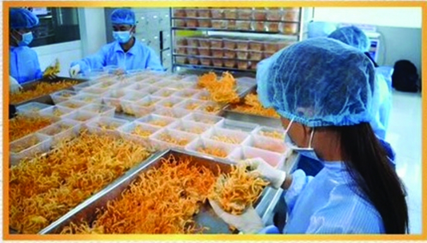 Đức Vinh Group và Dự án chuyển giao nuôi trồng đông trùng hạ thảo tại nhà