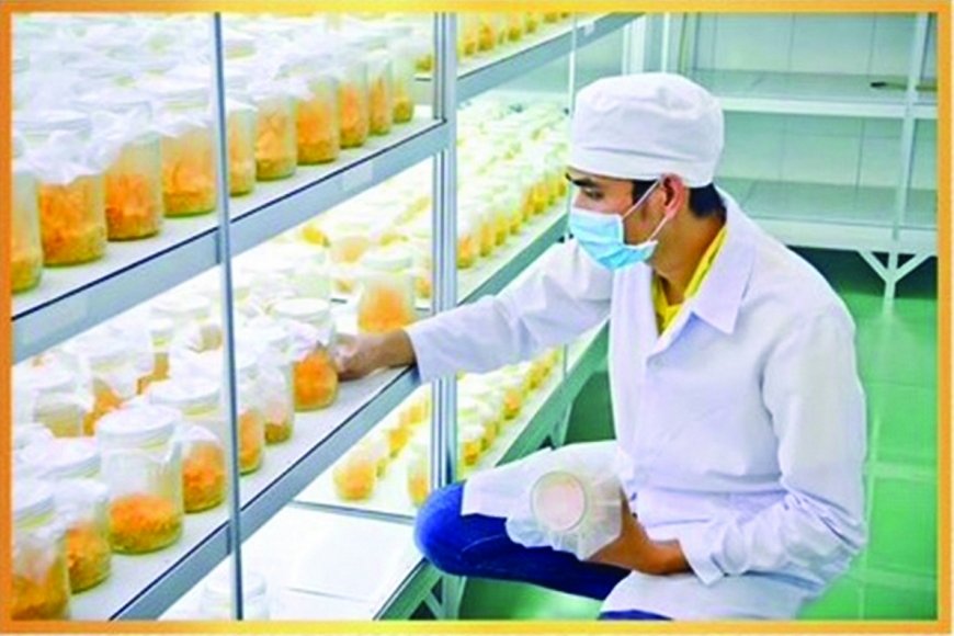 Đức Vinh Group và Dự án chuyển giao nuôi trồng đông trùng hạ thảo tại nhà