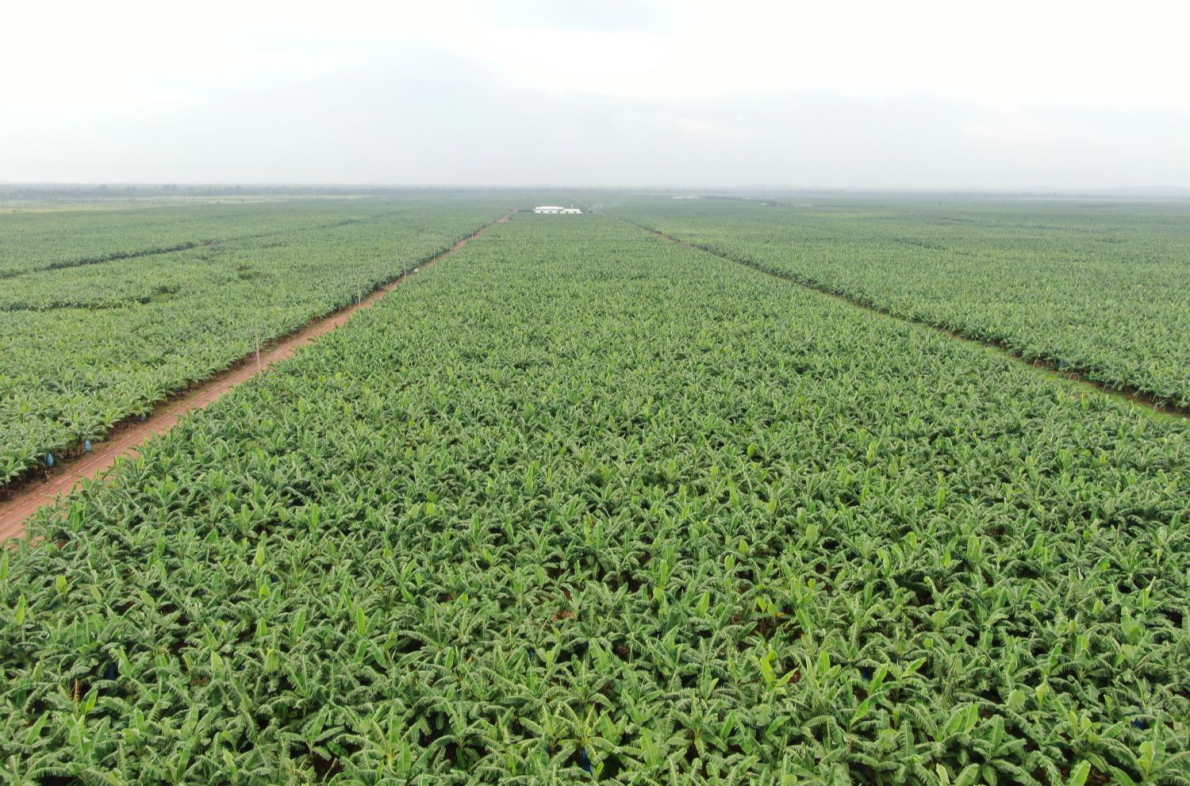 Bên cạnh việc mở rộng hệ thống phân phối nội địa, THACO AGRI tiếp tục hợp tác chiến lược với các đối tác hàng đầu trong ngành nông nghiệp công nghệ cao - Ảnh: VGP/ML