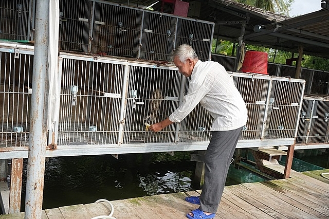 Ông Huỳnh Văn Huynh, ở ấp 3, xã Tân Thành, TP Cà Mau nuôi chồn hương đem lại hiệu quả kinh tế cao.